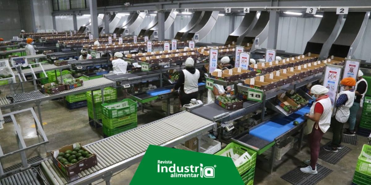 Agrícola Don Ricardo y su plan de inversión para fortalecerse en el arándano Revista Industria Alimentaria